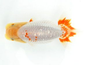 常陸らんちゅう会　研究会　東大関　酒井　昇　小美玉市