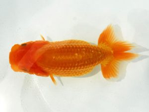 常陸らんちゅう会　研究会　東勧進元　古川延宏　栃木市