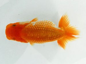 常陸らんちゅう会　研究会 西勧進元　古川延宏　栃木市