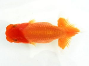 常陸らんちゅう会　研究会　西大関　荻谷達夫　水戸市
