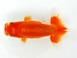 常陸らんちゅう会　研究会　立行司　藤田達也　東海村