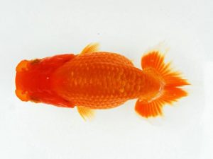 常陸らんちゅう会　研究会　西取締　藤田達也　東海村