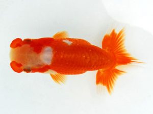 常陸らんちゅう会　研究会 東関脇　諏訪戸則之　渋谷区