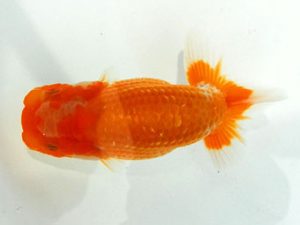 常陸らんちゅう会　研究会　東小結　大津善人　石岡市