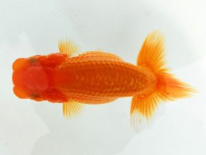 常陸らんちゅう会　研究会 西小結　深作正博　大洗市