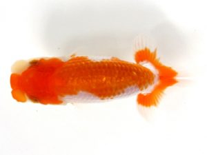 観栄らんちう会　研究会　1位　鈴木和男