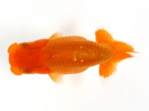 観栄らんちう会　研究会　2位　神尾昭司