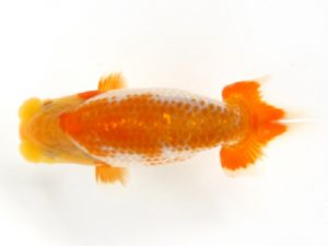 観栄らんちう会　研究会　4位　小澤忠幸