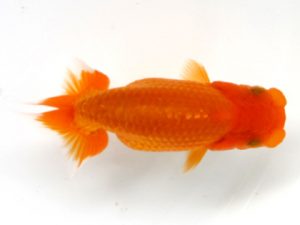 観栄らんちう会　研究会　5位　神尾昭司