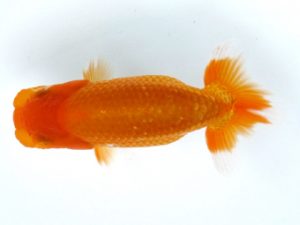 観栄らんちう会　研究会　1位　影山　繁