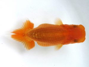 観栄らんちう会　研究会　3位　中川昌洋