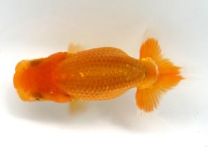 観栄らんちう会　研究会　4位　御手洗逸夫