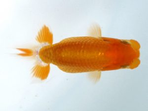 観栄らんちう会　研究会　5位　茂木　彰