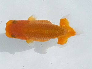 観魚会　第一回研究会　東大関　矢ヶ崎伸司　堀切