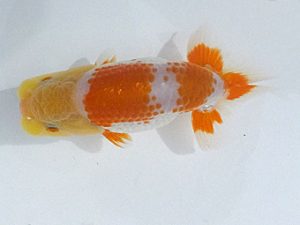 観魚会　第一回研究会　西大関　酒井　昇　小美玉市