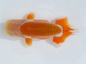 観魚会　第一回研究会　立行司　目黒康弘　足立