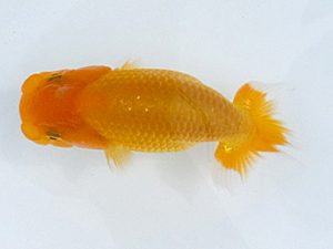 観魚会　第一回研究会　取締一　秋元和男　君津