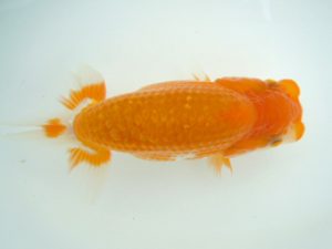 観友らんちう会　研究会　1位　成田　賢