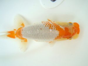 観友らんちう会　研究会　3位　福士豊美