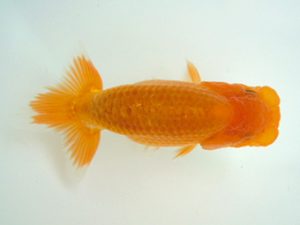 観友らんちう会　研究会　4位　斉藤和弘