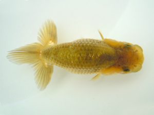 観友らんちう会　研究会　5位　工藤賢一