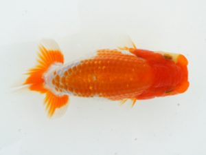 錦蘭会　夏季品評大会　東大関　徳力洋一　枚方