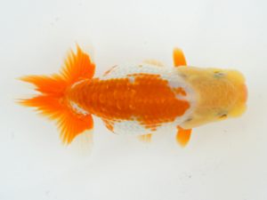 錦蘭会　夏季品評大会　立行司　内田　扶　御坊