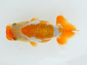 錦蘭会　夏季品評大会　取締一　平井敏明　岸和田