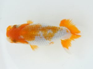 錦蘭会　夏季品評大会　取締二　平井敏明　岸和田