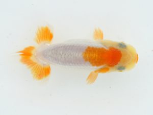 錦蘭会　夏季品評大会　東大関　西口武志　羽曳野