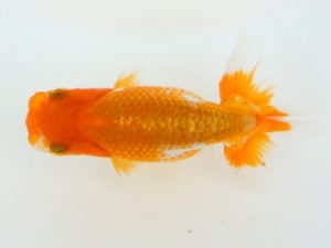 錦蘭会　夏季品評大会　西大関　西岡　啓　堺