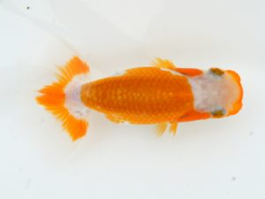 錦蘭会　夏季品評大会　立行司　谷口仁志　京都