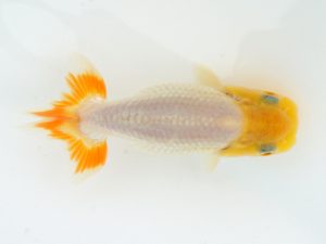 錦蘭会　夏季品評大会　取締一　濱田英明　和歌山