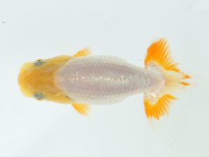 錦蘭会　夏季品評大会　取締二　川田哲生　東大阪