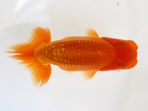 錦友会　研究会　東大関　安藤　寛 (森町)