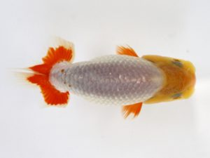 錦友会　研究会　西大関　小野　五 (浜松市)