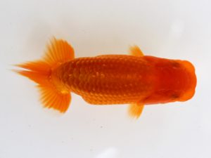 錦友会　研究会　立行司　安藤　寛 (森町)