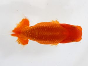 錦友会　研究会　取締一　小野　五 (浜松市)