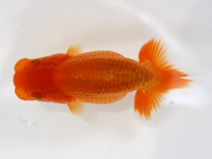 錦友会　研究会　取締二　疋田秀雄 (湖西市)