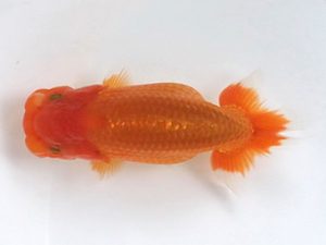 喜楽らんちゅう会　研究会　1席　七尾好之　葛飾