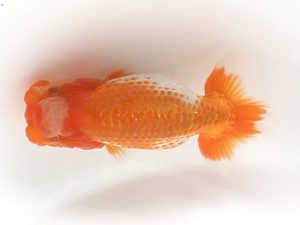 喜樂らんちう会　10席　七尾好之　葛飾