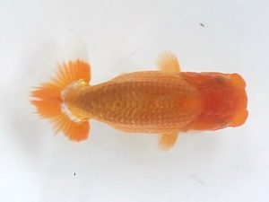 喜樂らんちう会 11席　島田光男　足立区