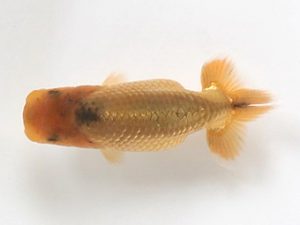 喜樂らんちう会 12席　室岡賢治　江戸川