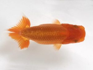 喜樂らんちう会 13席　池辺　勇　越谷市