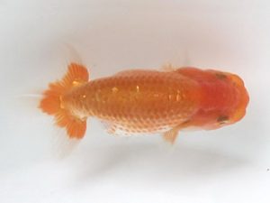 喜樂らんちう会 14席　目黒康弘　足立区