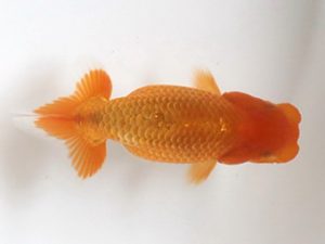 喜樂らんちう会 16席　松崎真章　高砂