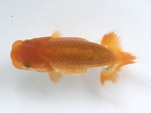 喜楽らんちゅう会　研究会　4席　矢ヶ崎伸司　堀切