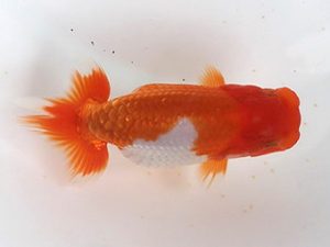 喜楽らんちゅう会　研究会　5席　木村文夫　水元