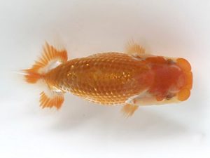 喜樂らんちう会 6席　古鳥敏明　葛飾