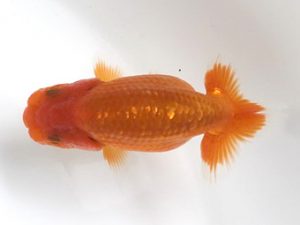 喜樂らんちう会 7席　林　和明　足立区